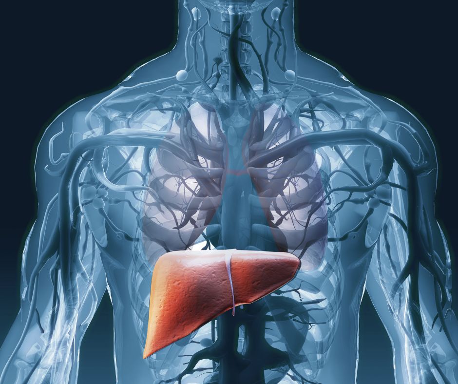 a photo of the liver